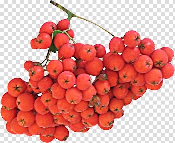Portable Network Graphics Fruit Autumn , transparent background PNG clipart