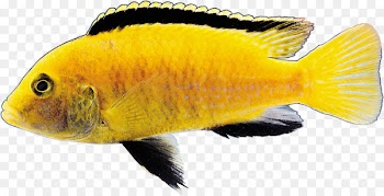 Portable Network Graphics Goldfish Image Vector graphics - fish 
