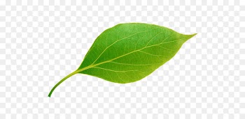 Portable Network Graphics Green Leaf Clip art Image - Leaf 
