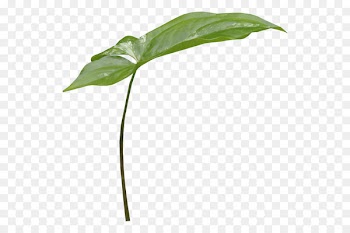 Portable Network Graphics Image Adobe Photoshop Encapsulated PostScript Poster - flower line drawings 