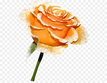 Portable Network Graphics Image Beach rose Photograph Garden roses - okapi background 