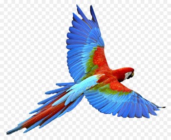 Portable Network Graphics Image Bird True parrot Clip art - bird 