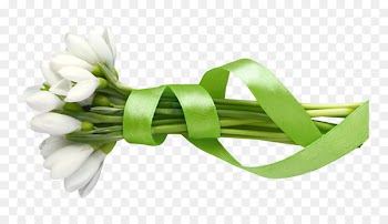 Portable Network Graphics Image Centerblog Flower Snowdrop -  