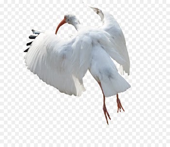 Portable Network Graphics Image Computer Icons Desktop Wallpaper White stork - whie ibis 
