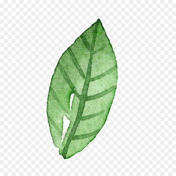Portable Network Graphics Image Computer Icons Illustration Leaf - kbcnmz watercolor 