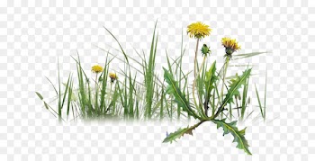 Portable Network Graphics Image Dandelion Herbaceous plant Plants - dandelion 