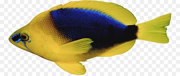 Portable Network Graphics Image Desktop Wallpaper Tropical fish Vector graphics - fish 