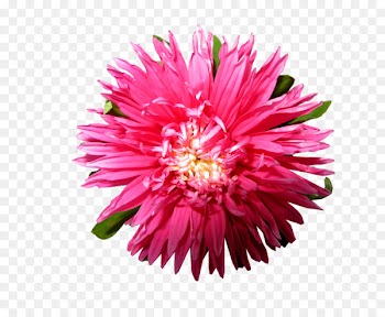 Portable Network Graphics Image Download Adobe Photoshop Android application package - aster 