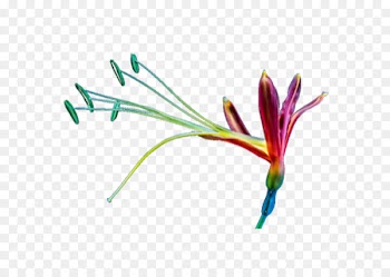 Portable Network Graphics Image Flower Vector graphics - flower 