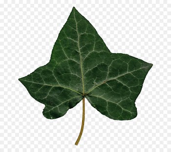 Portable Network Graphics Image JPEG Wiki Desktop Wallpaper - ivy leaf 