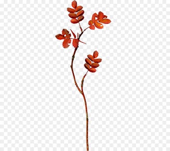 Portable Network Graphics Image Leaf Blog NetEase - flower line drawings 