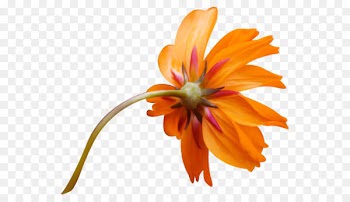 Portable Network Graphics Image Orange Vector graphics Flower -  
