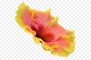 Portable Network Graphics Image Rosemallows Download - orange hibiscus flower wedding cake 