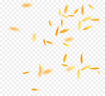 Portable Network Graphics Image Vector graphics Download Photograph -  
