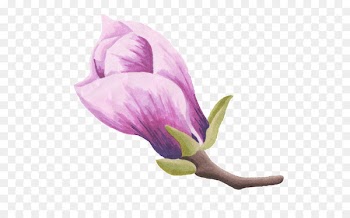 Portable Network Graphics Image Vector graphics Download Watercolor painting - indian paintbrush flower 