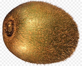 Portable Network Graphics Kiwifruit Image Photograph Clip art - barrel banner 