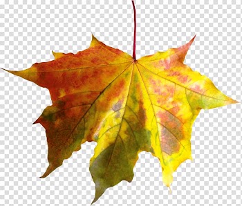 Portable Network Graphics Leaf Autumn , Leaf transparent background PNG clipart