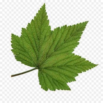 Portable Network Graphics Leaf Borders and Frames Clip art Image - Leaf 