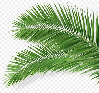 Portable Network Graphics Leaf Image Food Presentation - hojas palmeras 