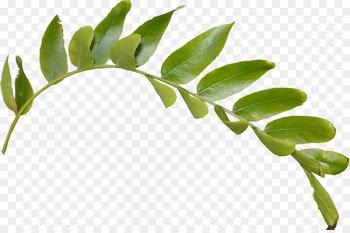 Portable Network Graphics Leaf Image Plant stem Twig - leaf 