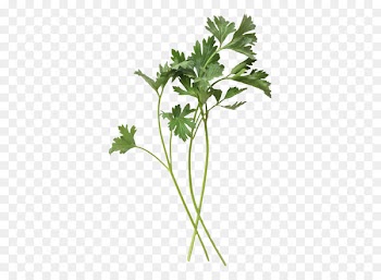 Portable Network Graphics Parsley Image Transparency Computer Icons - parsley symbol 