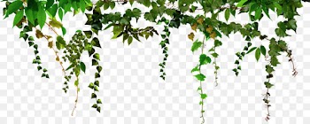 Portable Network Graphics Picture Frames PhotoFiltre Photograph Decoratie - Hanging leaves 