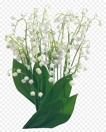 Portable Network Graphics Raw image format Clip art Vector graphics - convallaria frame 