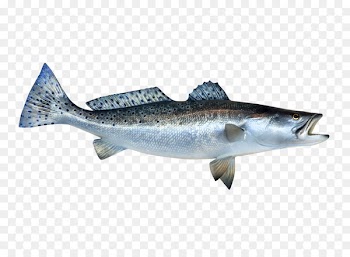 Portable Network Graphics Ray-finned fishes Clip art Image - fish 