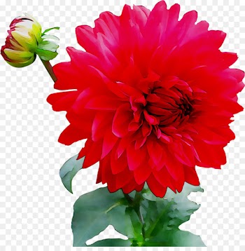 Portable Network Graphics Red dahlia Image Ornamental plant Transparency -  