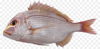 Portable Network Graphics Red seabream Clip art Fish Image - fish 
