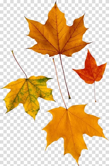 Portable Network Graphics resolution Computer file, autumn transparent background PNG clipart