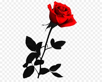 Portable Network Graphics Rose Clip art Adobe Photoshop Image - rose 