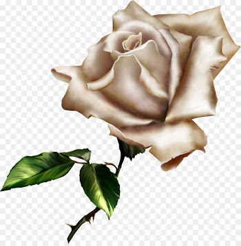 Portable Network Graphics Rose Clip art Image Drawing -  