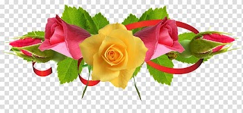 Portable Network Graphics Rose Flower Yellow, rose transparent background PNG clipart