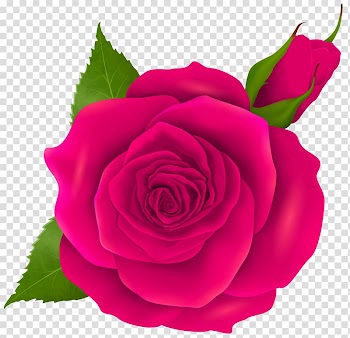 Portable Network Graphics Rose Transparency, rose transparent background PNG clipart