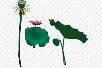 Portable Network Graphics Sacred Lotus Image GIF - bbs background 