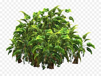 Portable Network Graphics Shrub Chamaedorea elegans Houseplant Clip art - plants 