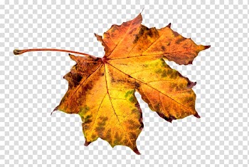 Portable Network Graphics Transparency, autumn transparent background PNG clipart