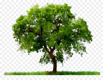Portable Network Graphics Transparency Clip art Desktop Wallpaper Southern live oak -  