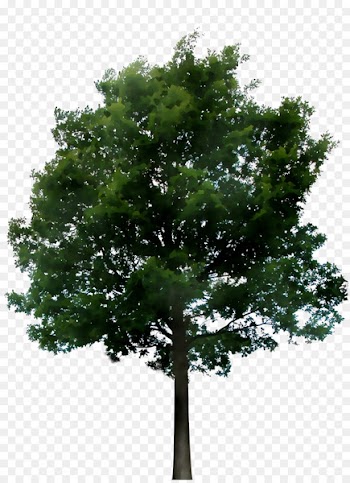 Portable Network Graphics Transparency Tree Image Trunk -  