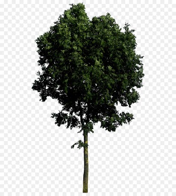 Portable Network Graphics Tree Image Adobe Photoshop Transparency - tree 