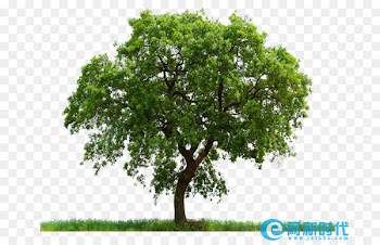 Portable Network Graphics Vector graphics Clip art Transparency Tree -  