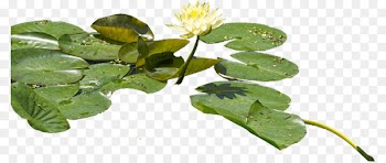 Portable Network Graphics Water lilies Clip art Adobe Photoshop Psd - water lilies 