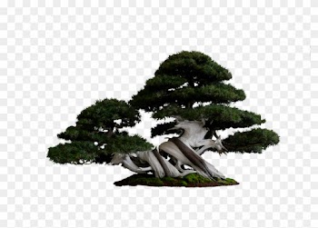 Portable Network Graphics Wikipedia - Cool Tree Png