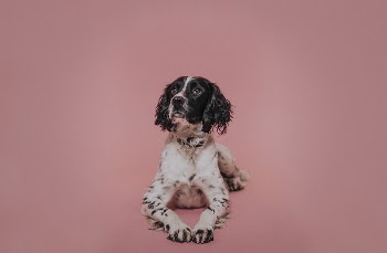Portrait of a dog in a studio | Free Photo - rawpixel