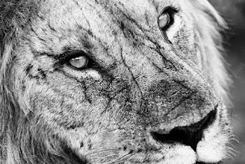 portrait of a lion