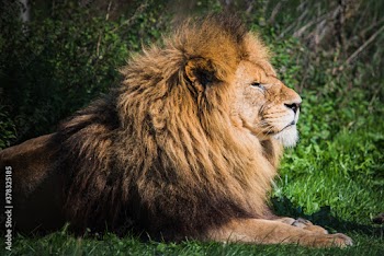 portrait of a lion