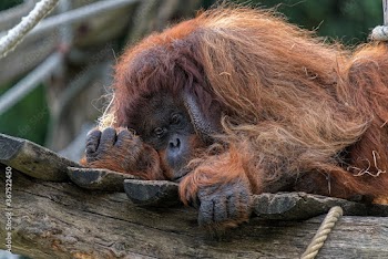 Portrait Of A Orangutan