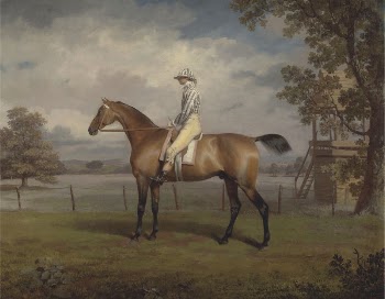 Portrait of a Racehorse, Possibly | Free Photo - rawpixel
