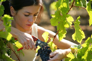 Portrait of a young woman cutting a bunch of grapes